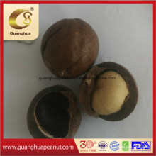 Roasted Flavored Macadamia Nut in Shell